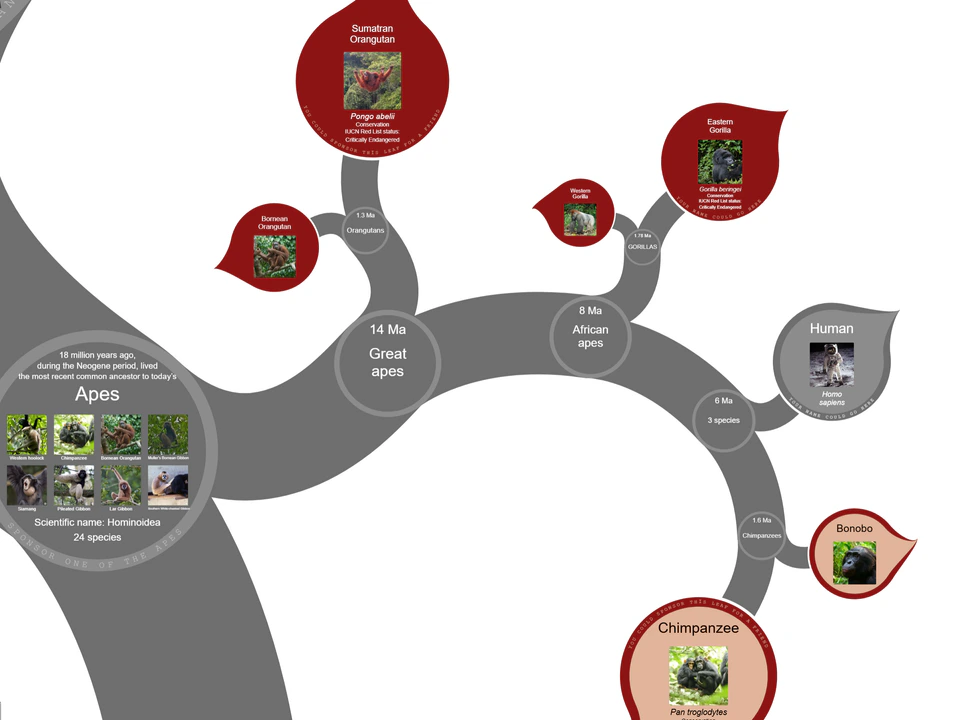 Evolutionary tree visualization of apes showing branches for humans, chimpanzees, bonobos, gorillas, and orangutans, with species images and divergence times.